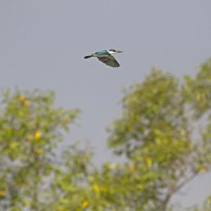 Collared Kingfisher (Todiramphus chloris) adult, in flight over mangroves, Sundarbans, Ganges Delta, West Bengal