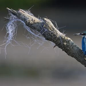 Collared Kingfisher (Todirhamphus chloris) adult, perched on barnacle encrusted branch with snagged fishing net, Thailand, february
