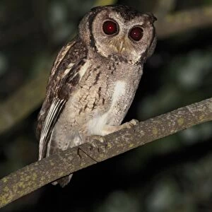 Collared Scops-owl (Otus lettia) adult, perched on branch at night, Hong Kong, China, october