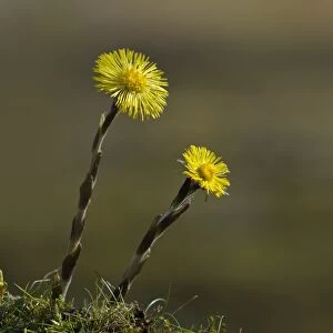 Coltsfoot (Tussilago farfara) two flowers, Blashford Lakes Nature Reserve, Avon Valley, New Forest N. P
