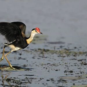 Comb-crested Jacana (Irediparra gallinacea) adult, taking off from waterlily pads, Kakadu N. P