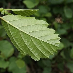 Common Alder (Alnus glutinosa) close-up of leaf underside, growing in hedgerow beside ditch, Mendlesham, Suffolk