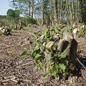 Common Alder (Alnus glutinosa) coppiced stool with new growth, in river valley fen, Great Fen
