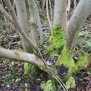 Common Ash (Fraxinus excelsior) coppiced stool with moss, in coppice woodland reserve, Bradfield Woods N. N. R