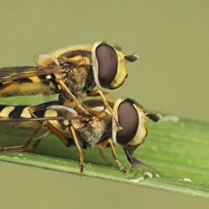 Common Banded Hoverfly (Syrphus ribesii) adult pair, mating, female drinking from water droplet, Leicestershire, England, july