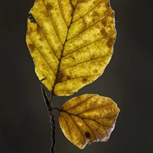 Common Beech (Fagus sylvatica) close-up of leaf in autumn colour, Kent, England, November
