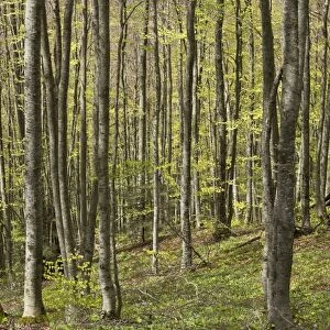 Common Beech (Fagus sylvatica) forest habitat, above Ax les Thermes, French Pyrenees, France, May