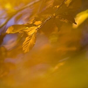 Common Beech (Fagus sylvatica) leaves in autumn colour, abstract, London, England