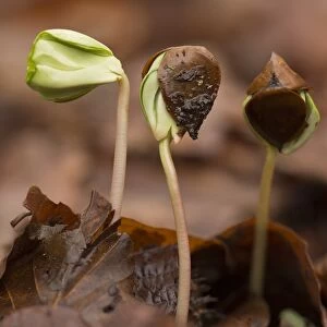 Common Beech (Fagus sylvatica) seedlings, growing amongst leaf litter under dense shade in forest, French Pyrenees