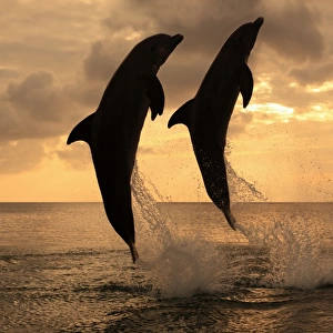 Common Bottlenose Dolphin (Tursiops truncatus) two adults, leaping, silhouetted at sunset, Roatan, Honduras