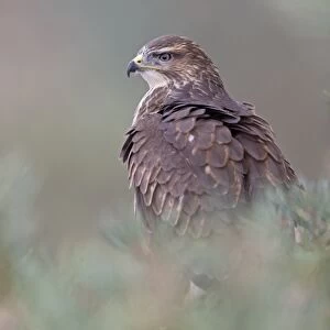 Common Buzzard (Buteo buteo) adult, perched in pine tree, September (captive)
