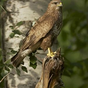 Common Buzzard (Buteo buteo) adult, perched on broken branch in forest, Hungary