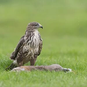Common Buzzard (Buteo buteo) adult, with European Rabbit (Oryctolagus cuniculus) prey, standing in grass field