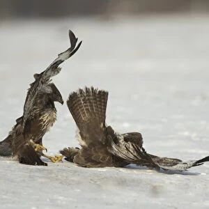 Common Buzzard (Buteo buteo) two immatures, fighting on snow, Poland, February