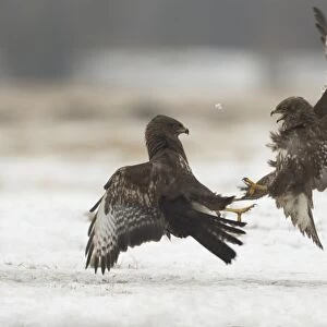 Common Buzzard (Buteo buteo) two immatures, in flight, fighting over snow, Poland, February