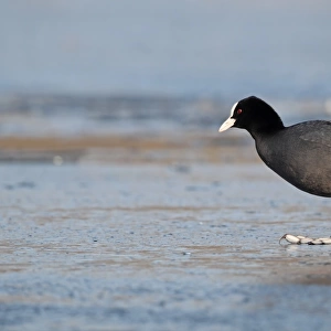 Common Coot (Fulica atra) adult, walking on ice, Norfolk, England, february