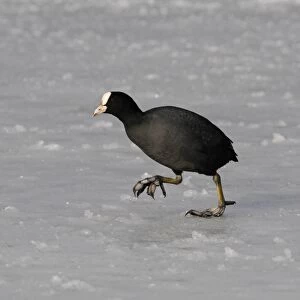 Common Coot (Fulica atra) adult, walking on ice, Norfolk, England, February