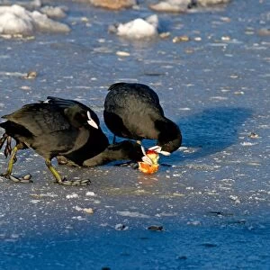 Common Coot (Fulica atra) three adults, feeding on apple, squabbling over food on ice, Merseyside, England, december
