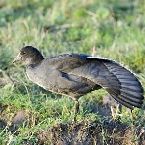 Common Coot (Fulica atra) juvenile, stretching wing, Cley, Norfolk, England, october