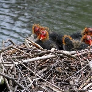 Common Coot (Fulica atra) seven chicks, sitting at nest on lake, Leicestershire, England, june