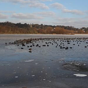 Common Coot (Fulica atra) and Tufted Duck (Aythya fuligula) flock, on open water of frozen lake, Whitlingham Country Park, River Yare, The Broads, Norfolk, England, december