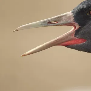 Common Crane (Grus grus) adult, close-up of head, calling, Lake Hornborga, Sweden Common Crane (Grus grus) adult, close-up of head, calling, Lake Hornborga, Sweden