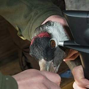 Common Crane (Grus grus) adult, close-up of head, with veterinary surgeon using rebound tonometer to check eye pressure