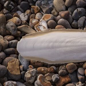 Common Cuttlefish (Sepia officinalis) cuttlebone, washed up on a pebble beach, Aldeburgh, Suffolk, England, March