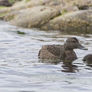 Common Eider (Somateria mollissima) adult female and duckling, swimming, Shetland Islands, Scotland, June