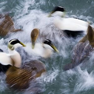 Common Eider (Somateria mollissima) adult males and females, flock swimming at sea, blurred movement, Northumberland, England, winter