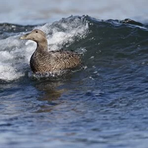 Common Eider (Somateria mollissima) adult female, swimming in surf at sea, Northumberland, England, May