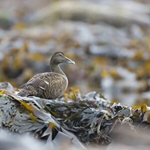 Common Eider (Somateria mollissima) adult female, standing on seaweed covered rocks, Shetland Islands, Scotland, June