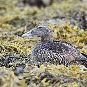 Common Eider (Somateria mollissima) adult female, resting on seaweed at low tide, Shetland Islands, Scotland, June