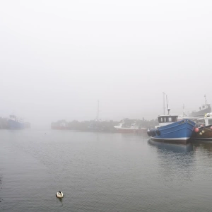 Common Eider (Somateria mollissima) adult male, breeding plumage, swimming in coastal harbour on foggy morning