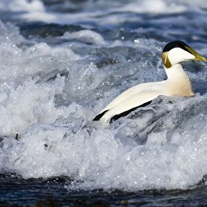 Common Eider (Somateria mollissima) adult male, swimming in surf at sea, Seahouses, Northumberland, England, winter