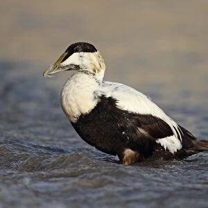 Common Eider (Somateria mollissima) adult male, moulting into eclipse plumage, standing in sea, Northumberland