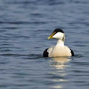 Common Eider (Somateria mollissima) adult male, swimming in harbour, Seahouses, Northumberland, England, March