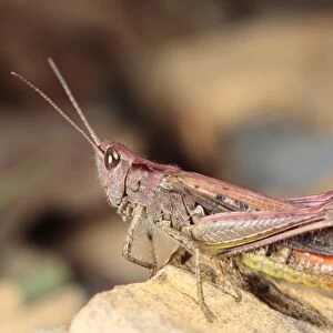 Common Field Grasshopper (Chorthippus brunneus) purple form, adult male, resting on rock, Powys, Wales, july