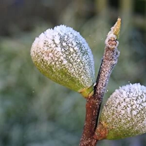Common Fig (Ficus carica) close-up of frost covered fruit, in garden at dawn, Suffolk, England, november