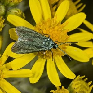 Common Forester (Adscita statices) adult, feeding on ragwort flowers, on chalk downland, Dorset, England, July