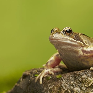 Common Frog (Rana temporaria) adult, sitting on rock, West Midlands, England, March