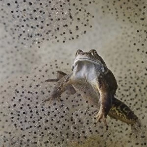 Common Frog (Rana temporaria) adult, underwater amongst spawn in garden pond, Bentley, Suffolk, England, may