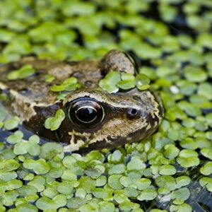 Common Frog (Rana temporaria) adult, head amongst duckweed at surface of garden pond, Dorset, England, may