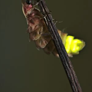 Common Glow-worm (Lampyris noctiluca) adult female, glowing, displaying bioluminescence at night to attract mate, Italy, june