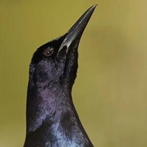 Common Grackle (Quiscalus quiscula) adult male, close-up of head, displaying to attract female, Orlando, Florida