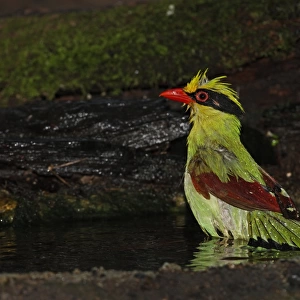 Common Green Magpie (Cissa chinensis chinensis) adult, bathing in forest pool, Kaeng Krachan N. P. Thailand, november