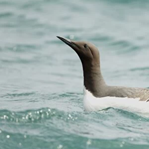 Common Guillemot (Uria aalge) adult, summer plumage, swimming on sea in bright sunshine, Pembrokeshire, Wales, May