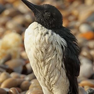 Common Guillemot (Uria aalge) adult, summer plumage, washed ashore after contamination from polyisobutene oil additive