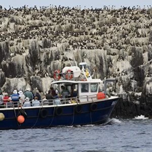 Common Guillemot (Uria aalge) colony, with tourists on boat in foreground, Staple Island, Farne Islands, Northumberland, England, july