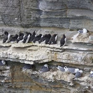 Common Guillemot (Uria aalge) and Kittiwake (Rissa tridactyla) adults, nesting colony on cliff face, Marwick Head RSPB Reserve, Mainland, Orkney, Scotland, june